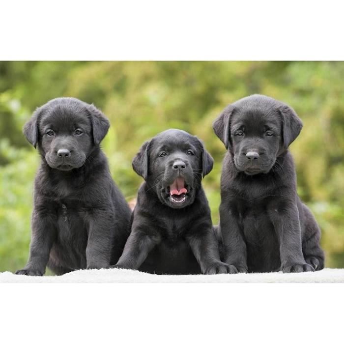 Peinture Par Numu00e9ro KAMIERFA Peinture Par Numero Peindre Par Nombre Pour Adultes Kits Avec