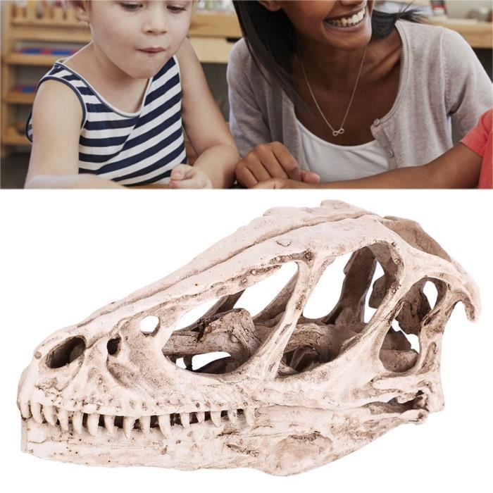 PAS DE PRIX DE RESERVE - Réplique de crâne de dinosaure - Qualité musée PAS DE PRIX DE RESERVE - Réplique de crâne de dinosaure - Qualité musée