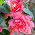 Camélia du Japon "Triumphans" Arbuste à feuilles persistantes  Plante de jardin rose Pink  Pot 9 cm-0