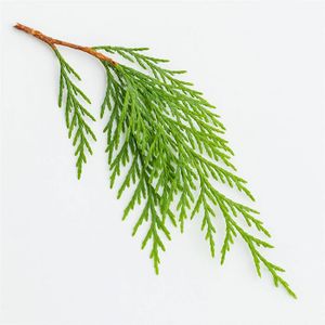 30 Graines Vinettier (Berberis Vulgaris Hispanica) – Plante Médicinale, Baies Acidulées, Pour Permaculture