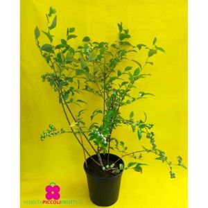 PLANTE POUSSÉE Plante de Myrtille ‘Berkeley’ - pot Ø 19 cm - h. 70-80 cm
