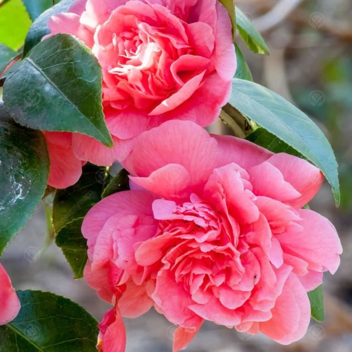 Camélia du Japon "Triumphans" Arbuste à feuilles persistantes Plante de jardin rose Pink Pot 9 cm