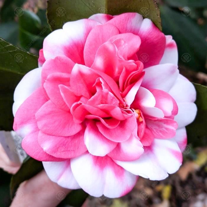 Camélia Du Japon 'Triumphans' - Arbuste à Fleurs Roses Persistantes - Pot 9 Cm