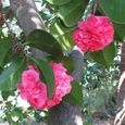 Camélia du Japon "Triumphans" Arbuste à feuilles persistantes  Plante de jardin rose Pink  Pot 9 cm-2