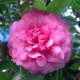 Camélia du Japon "Triumphans" Arbuste à feuilles persistantes  Plante de jardin rose Pink  Pot 9 cm-3