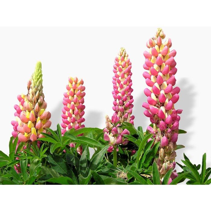 Graines Fleurs Lupin Géant De Russell - Sachet 25 Graines, Vivace Hauteur 1m, Floraison Colorée Massif Ou Bouquet - 8