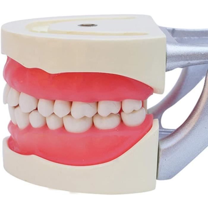 Modèle de dent images libres de droit, photos de Modèle de dent