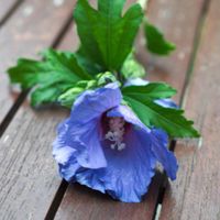 Arbuste - BELLEVUE DISTRIBUTION - Hibiscus syriacus Marina - Bleue - 40/60 cm - Floraison estivale