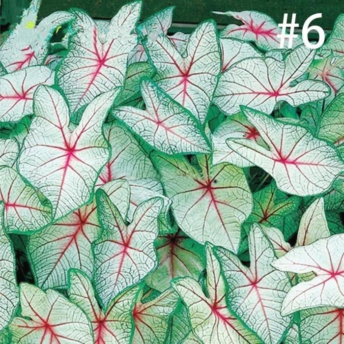Couleur #6 - 100 pcs-Pochette Graines de Coléus Colioles Vieux Garçon Graines de Coleus Blumei Lamiacées Décor Pour Jardin Balcon