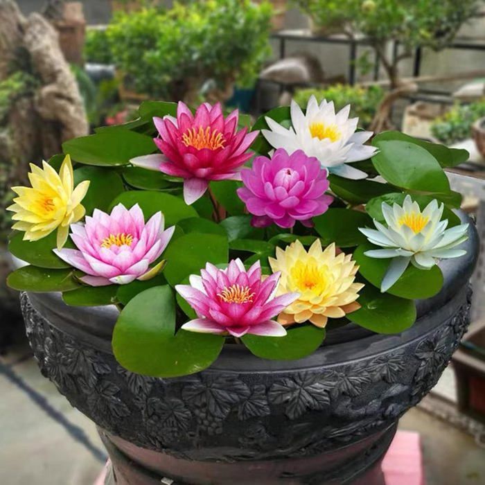 100  fleur de lotus- lotus en bol de bonsaï