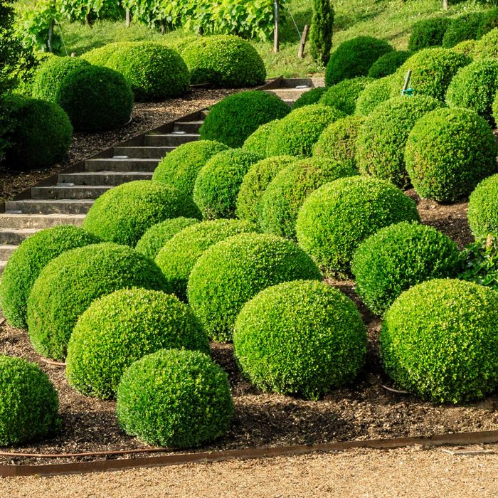 Buis en boule de 20cm de diamtre, arbuste persistant en topiaire, plante  en pot pour l'extrieur. - Cdiscount Jardin