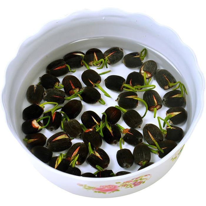 100 graines de lotus, graines de lotus en bol de bonsaï de couleurs mélangées, graines de nénuphar, graines de lotus, plantes aquatiques ornementales pour bureau, jardin, balcon 100 graines de lotus, graines de lotus en bol de bonsaï de couleurs mélangées, graines de nénuphar, graines de lotus, plantes aquatiques ornementales pour bureau, jardin, balcon
