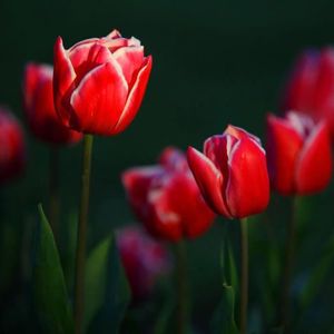 GRAINE - SEMENCE 50pcs graines de tulipe -Rouge