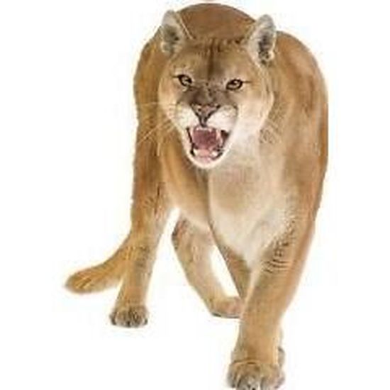 acheter un puma animal acheter un puma animal