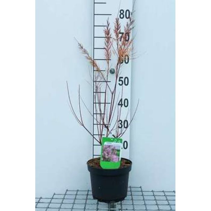 Tomaris Rasm Tamarix ram. 'Pink Cascade' - Tamaris D'Été 'Pink Cascade' 60- 80 cm en ...