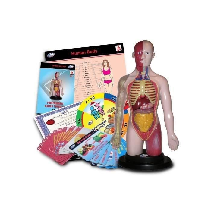 Modèle de corps humain de jouet pour enfants modèle d'assemblage anatomique  d'organe humain 3D flow099 - Cdiscount Jeux - Jouets