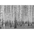 Papier Peint Intissé Forêt de bouleaux Panoramique noir et blanc 368x254 cm Arbres Salon Photo Non Tissé Muraux Trompe l'oei-0