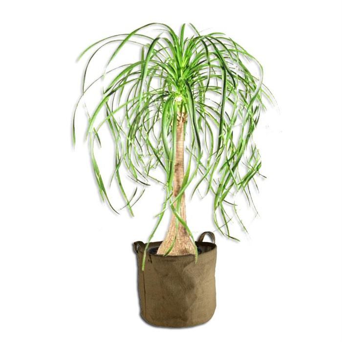 Beaucarnéa 110cm