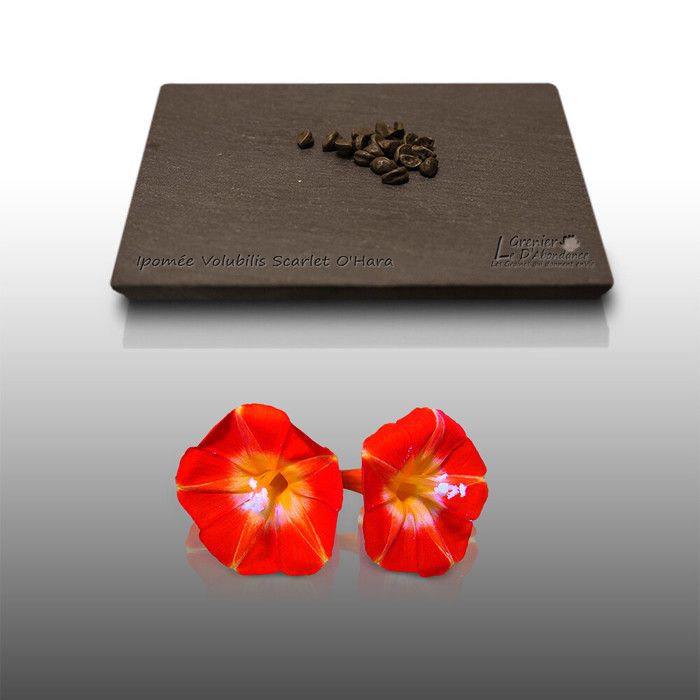 Sachet Graines Ipomée Géante Bleue +50% Gratuit - Ipomoea Tricolor