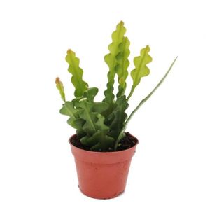 PLANTE POUSSÉE Exotenherz - Epiphyllum anguliger - Cactus queue de crocodile, 9cm