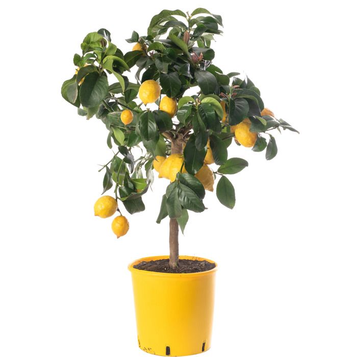 Grand arbre dagrumes au citron Faites pousser vos propres fruits à la maison à lintérieur ou dans le jardin extérieur.