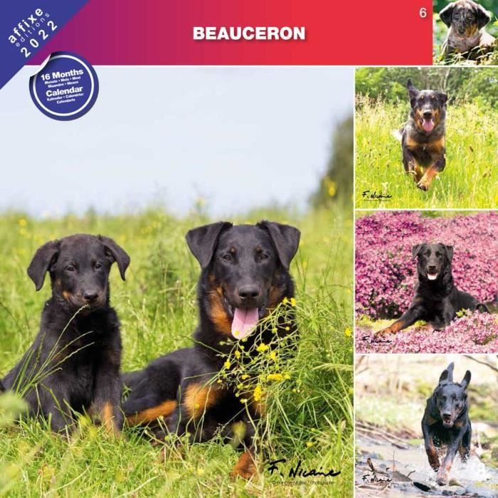Calendrier Affixe 2023 Calendrier Beauceron 2022 - Affixe - Cdiscount Beaux-Arts Et Loisirs  Créatifs