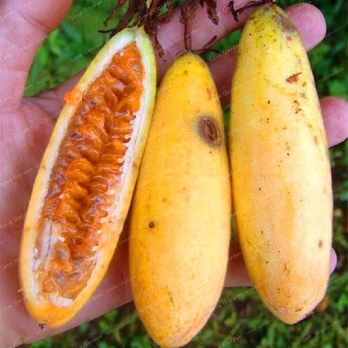 version mix passiflora banane passion fruit bonsai rose fleur tropical jardin famille interieur plante 50 pcs 65 75 cdiscount jardin