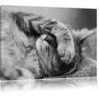 Toile Imprime Chat Mignon Tout En Dormant Noir Blanc Completement Encadrees Avec Civiere Wall Art Print Sur Le Cadreformat 8 Achat Vente Tableau Toile Cdiscount