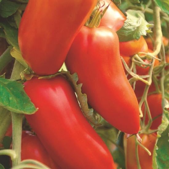 50 Graines de Tomate San Marzano - légumes semis potager - semences paysannes