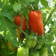 50 Graines de Tomate San Marzano - légumes semis potager - semences paysannes-1