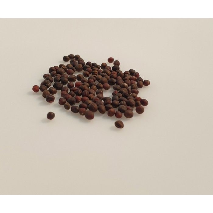 Chou Cabus Marché De Copenhague[31] - Jardin