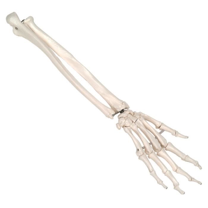 3b Scientific Anatomie Humaine Squelette De La Main Avec Radius Cubitus Montage Articule Elastique 1019369 Achat Vente Equipement Du Lit Anatomie Humaine Squelette De La Main Avec