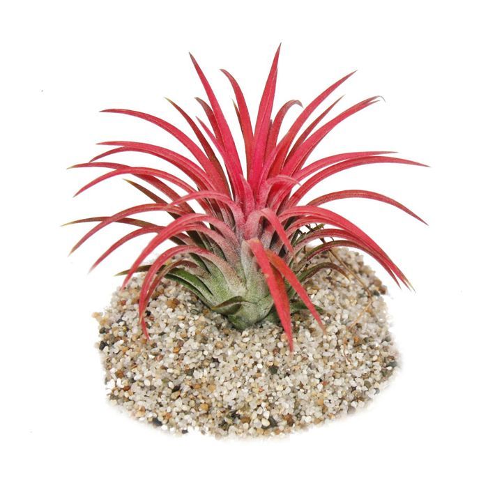 Tillandsia ionantha -Fire- - couleur rouge intense