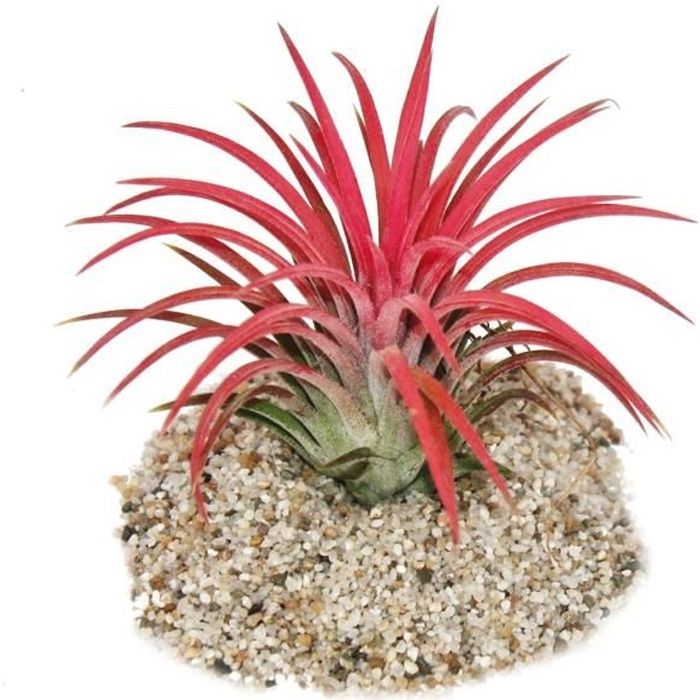 Tillandsia ionantha "Fire" - couleur rouge intense