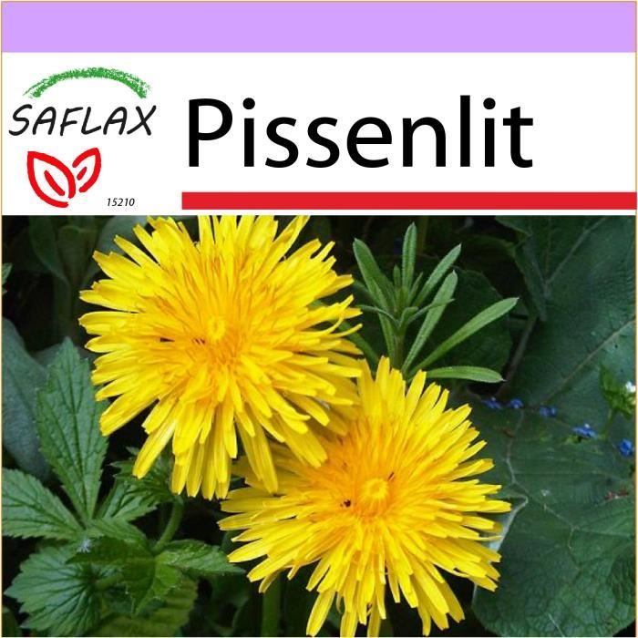 Graine De Pissenlit Cdiscount Graine De Pissenlit Cdiscount