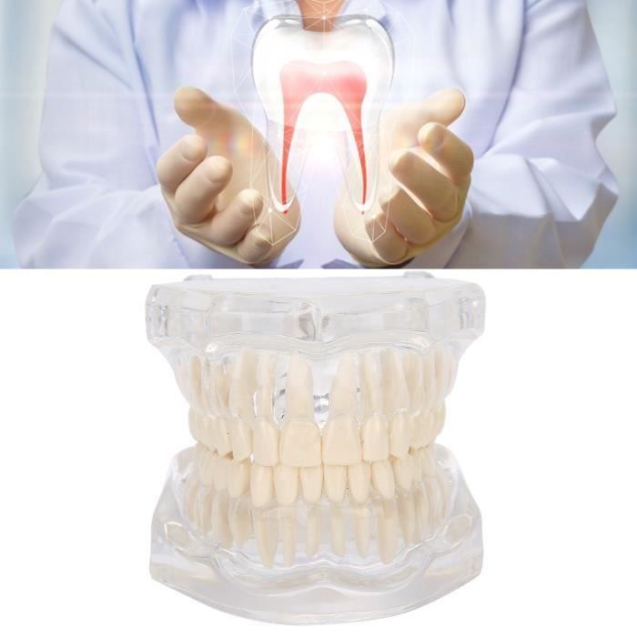 Modèle de dents transparentes Modèle de dents dentaires de simulation de modèle de dents en