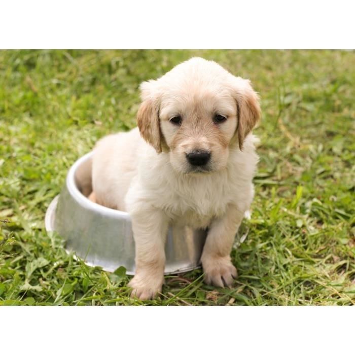 Poster Labrador Cdiscount