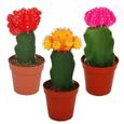 Exotenherz - 3 cactus raffinés de couleurs différentes dans le set, pot de 5,5 cm, hauteur environ 10-12 cm.-0