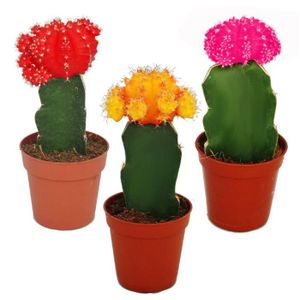 PLANTE POUSSÉE Exotenherz - 3 cactus raffinés de couleurs différentes dans le set, pot de 5,5 cm, hauteur environ 10-12 cm.