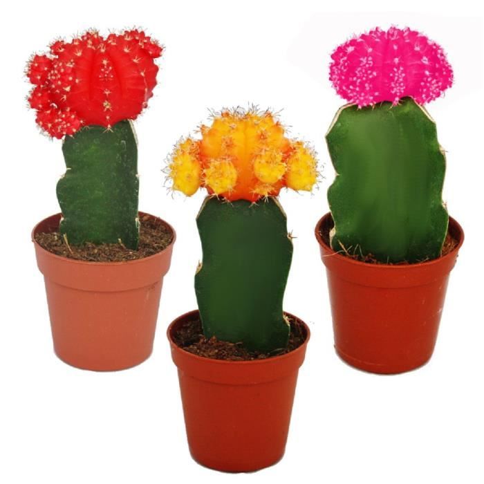 Exotenherz - 3 cactus raffinés de couleurs différentes dans le set, pot de 5,5 cm, hauteur environ 10-12 cm.