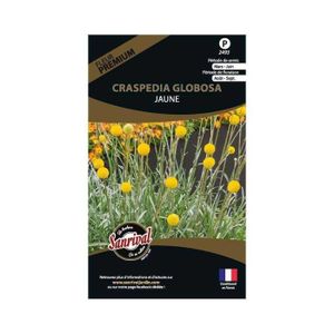 GRAINE - SEMENCE Graines de fleurs premium craspedia globosa jaune