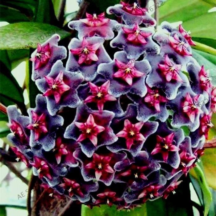 Version 13 - Couleur Hoya Fleur Fleurs Rare Plante Vivace Carnosa Bonsaï Plantas Pot Pour Maison Jardin 0 Pièces #71 #92
