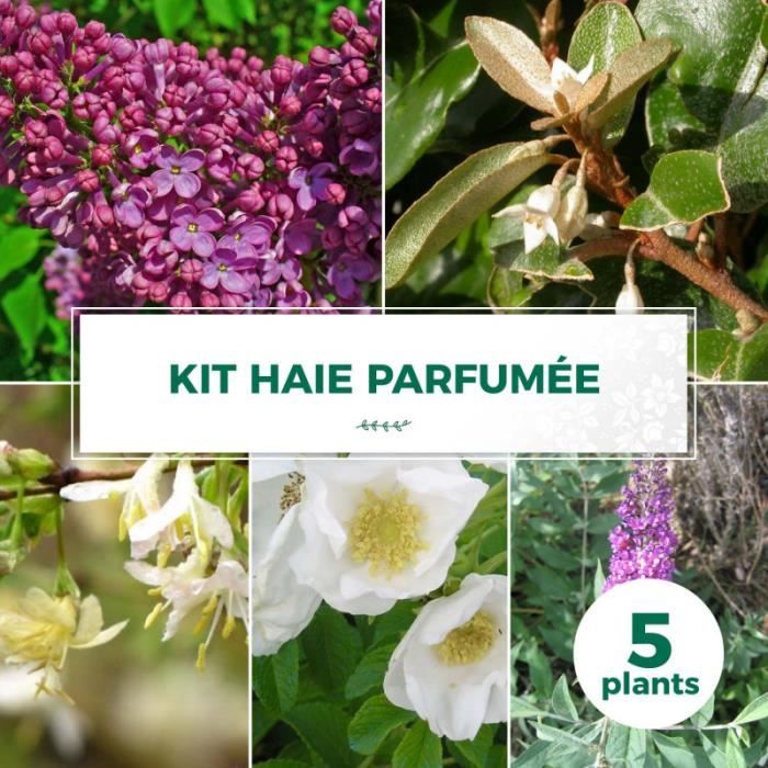 Kit Haie Parfumée - 5 Jeunes Plants 5 jeunes plants : taille 20-40cm