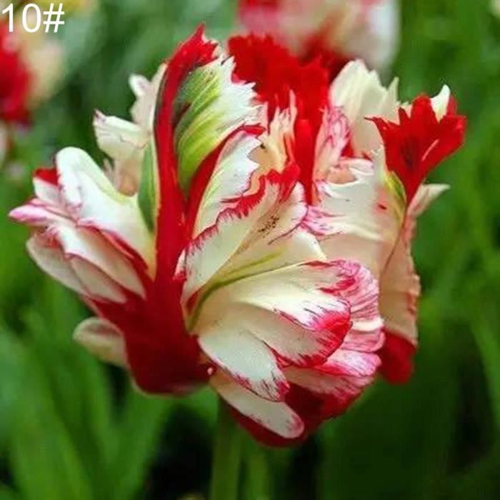 HOT 10 # Tulipe Graine 100 Pcs Variété Tulipe Graines Belle Fleur Maison Jardin Plante Bonsaï Décoration