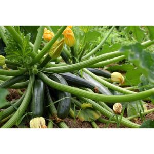 GRAINE - SEMENCE 15 Graines de Courgette Black Beauty - légumes jardin potager méthode BIO