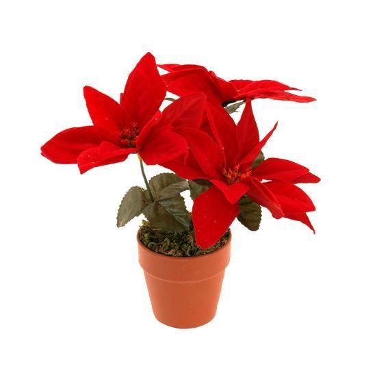 Fleur de Noël Poinsettia dans pot