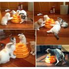 Jouet interactif - Chat - Chase boule - Plastique PP - Orange - 25x16x14 cm