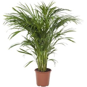 PLANTE POUSSÉE Plante d'intérieur - Palmiste Multipliant - Hauteur: 90 cm - Areca Dypsis Lutescens