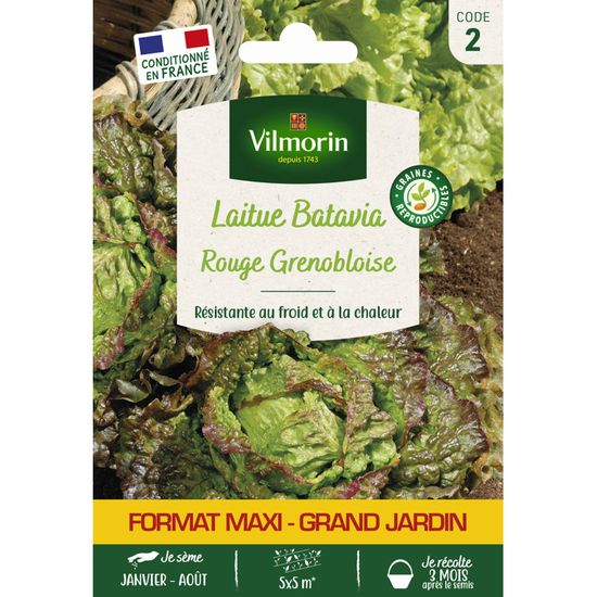 Laitue Batavia Rouge Grenobloise - GM - Cdiscount Jardin