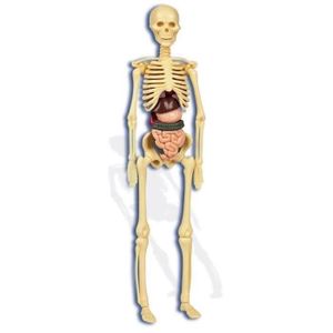 EXPÉRIENCE SCIENTIFIQUE CLEMENTONI Science & Jeu - Le Corps Humain - Jeu s EXPÉRIENCE SCIENTIFIQUE CLEMENTONI Science & Jeu - Le Corps Humain - Jeu s